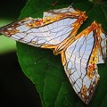 Photos: 南海の島の蝶
