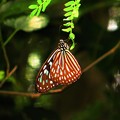 Photos: 南の島の蝶２