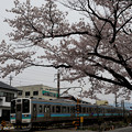 桜並木を駆け抜けて。