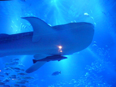 世界最大級の水族館 海遊館 ３ 真打登場 ジンベエザメ さ や ん Sayang 楽天ブログ