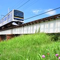 小糸川橋梁の夏