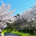 桜吹雪の～サトミぃ～の空へ～