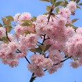 鎌足桜 (2)