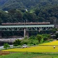 稲刈り3