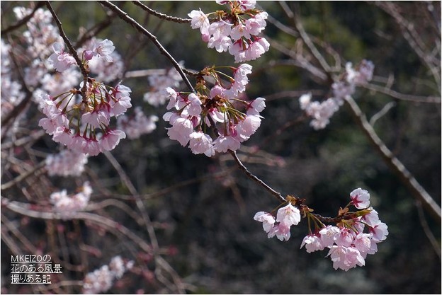 大寒桜 3 写真共有サイト フォト蔵