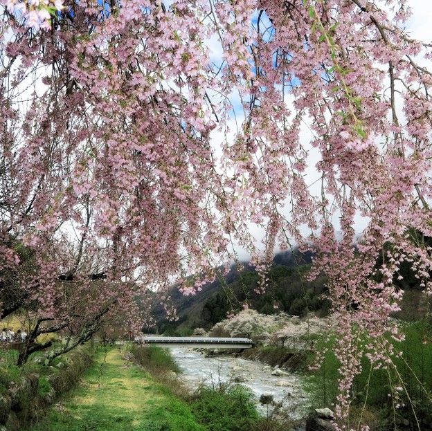 阿智村のしだれ桜