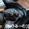Photos: 2018/12/05写真　猫スズ(すず)　KIMG0239