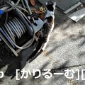Photos: 2018/12/09　猫ハナ(はな)写真　KIMG0251