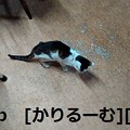 Photos: 2018/12/10写真　猫ハナ(はな)　cari.jp