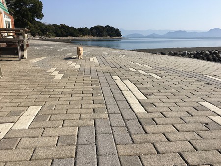 看板猫ベーちゃんがお出迎え