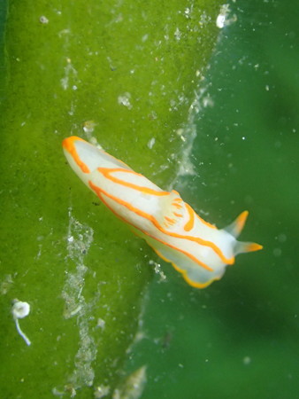 キンセンウミウシその2