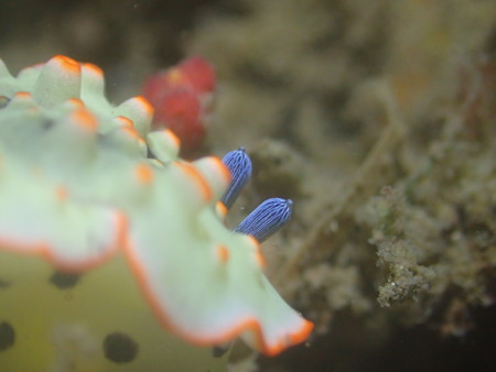 やっぱり目が面白い!(静浦の海)