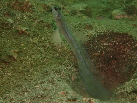 静浦、、、ハゼに注目だな!(静浦の海)