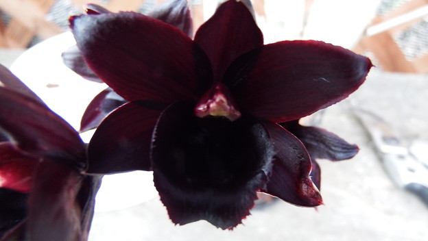 Fredclarkeara After Dark ‘S.V.O Black Pearl’FCC/AOS