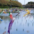 Photos: 鯉のぼり