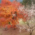 紅葉と冬桜のコラボ