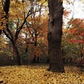 Photos: 秋日和