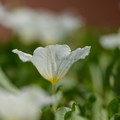 Photos: 白い花の咲く頃