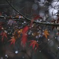 Photos: 冬の雨上がり♪