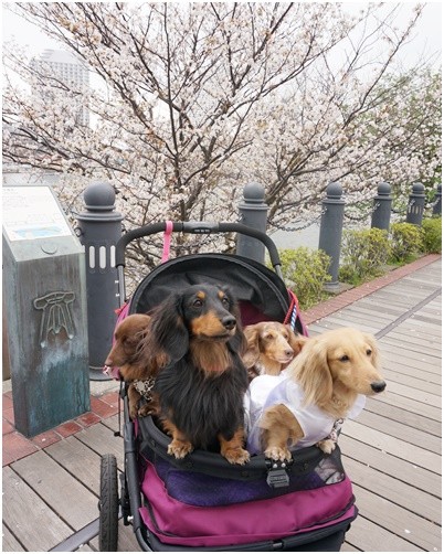 Photos: 2016042305