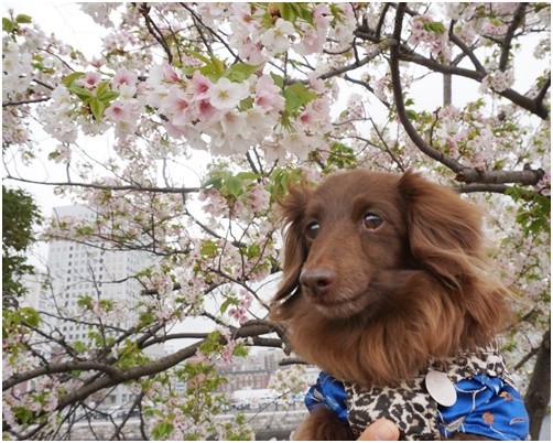 Photos: 2016042307