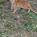 Photos: チャトラン