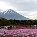 Photos: 芝桜