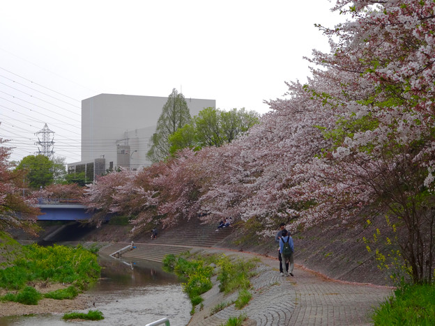 山崎川の桜並木(2016年4月10日) - 39