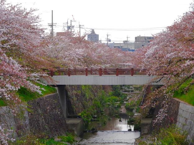 山崎川の桜並木(2016年4月10日) - 72