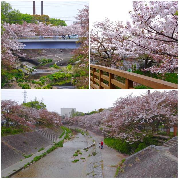 山崎川の桜並木(2016年4月10日) - 79
