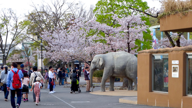 東山動植物園の桜（2018年4月1日）No - 27：ゾージアム横の桜
