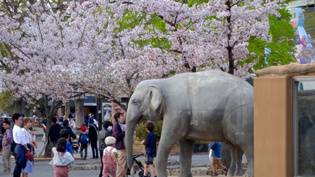 東山動植物園の桜 18年4月1日 No 28 ゾージアム横の桜 写真共有サイト フォト蔵