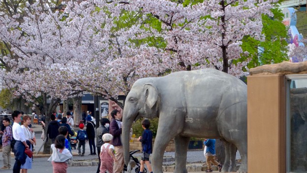 東山動植物園の桜（2018年4月1日）No - 28：ゾージアム横の桜