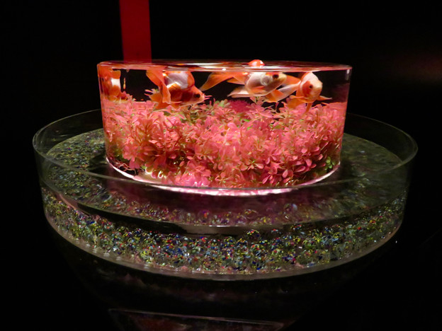 アートアクアリウム展 2018 No - 23