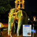 Photos: 東山動植物園ナイトZoo 2018 No - 58：スリランカ「ペラヘラ祭」風の装飾がなされてた象の像