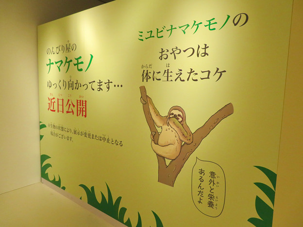 ざんねんないきもの展 2018 No - 120:近日公開予定のナマケモノ(ミユビナマケモノ)の紹介