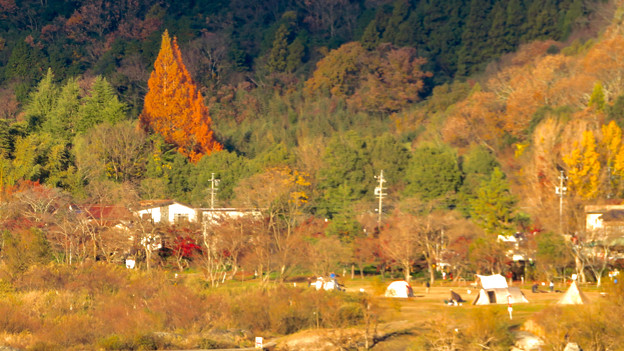 桃太郎神社辺りにあると思われる大きな赤い紅葉した木 - 3