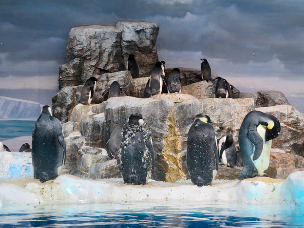 名古屋港水族館：毛が生え変わり中（？）だったコウテイペンギン - 1