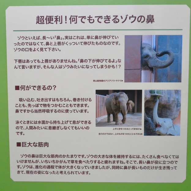 名古屋市科学館「絶滅動物研究所」展 No - 132：ゾウの鼻の説明