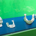 Photos: 名古屋市科学館「絶滅動物研究所」展 No - 140：ニシゴリラと人間の頭部の骨