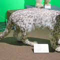 Photos: 名古屋市科学館「絶滅動物研究所」展 No - 142：ユキヒョウの剥製