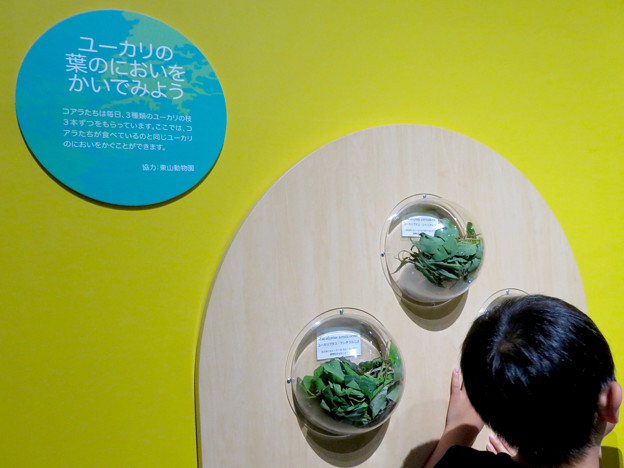名古屋市科学館「絶滅動物研究所」展 No - 155：ユーカリの葉の匂い体験コーナー