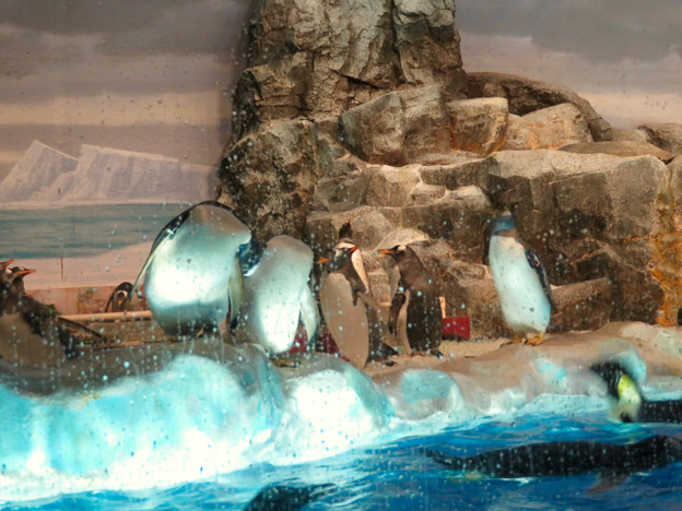 沢山のペンギンがいた名古屋港水族館 食事の時間 3 写真共有サイト フォト蔵