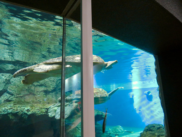 リニューアルしてた名古屋港水族館の ウミガメ回遊水槽 3 写真共有サイト フォト蔵