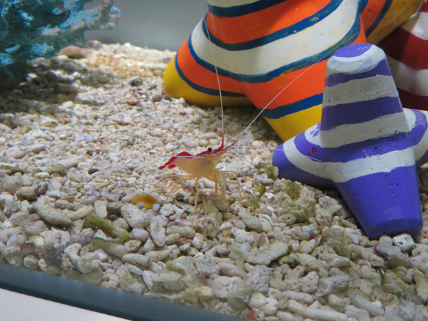 名古屋港水族館「カラフルコレクション ～絢爛華麗な水の生き物たち」展 - 4：可愛らしいエビ
