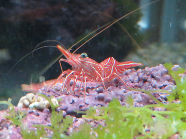 名古屋港水族館「カラフルコレクション ～絢爛華麗な水の生き物たち」展 - 7：紅白のスザクサラサエビ