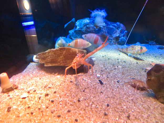 名古屋港水族館：見事なピースサインしてたオオコシオリエビ - 1