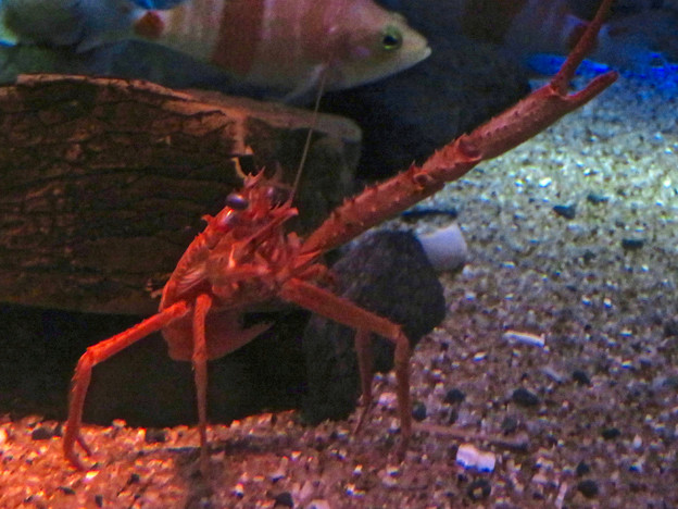 名古屋港水族館：見事なピースサインしてたオオコシオリエビ - 3