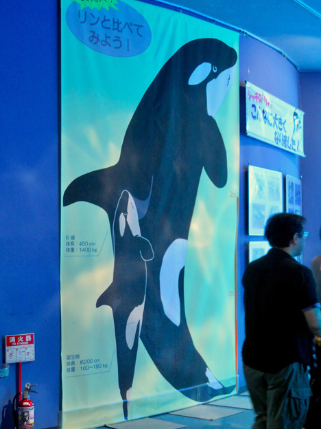 名古屋港水族館 等身大の シャチのイラスト 2 写真共有サイト フォト蔵