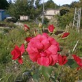 Photos: 赤薔薇